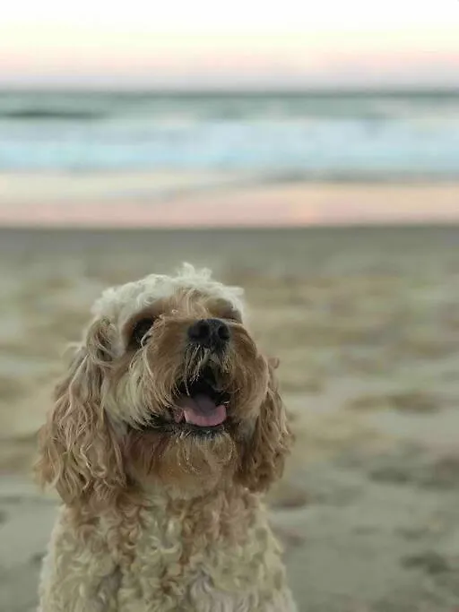Summer Salt At Sunshine With Pets And Heated Pool Sunshine Beach 0*,  Austrália